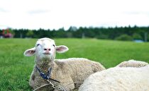 Column:記憶と睡眠の関係についてのイメージ画像